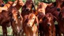 The cows in a green field on a sunny day