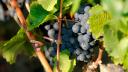 Uvas Burdeos