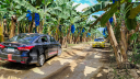 Filial bananera estadounidense de Chiquita Brands en Panamá.