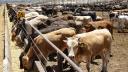 El Consejo Nacional Agropecuario destacó que durante las últimas semanas, autoridades sanitarias, gobiernos estatales, productores, engordadores y organismos del sector han trabajado de manera conjunta para contener la presencia del gusano barrenador del ganado en el sur-sureste del país.

Para más información del tema, visita: https://www.eleconomista.com.mx/empresas/dialogo-eu-mexico-traza-ruta-clara-reapertura-exportaciones-ganado-cna-20250528-761174.html

¡Síguenos en nuestras redes sociales para mantenerte informado!

Twitter: https://twitter.com/eleconomista 
Facebook: https://www.facebook.com/ElEconomista.mx
Instagram: https://www.instagram.com/eleconomistamx
LinkedIn: https://www.linkedin.com/company/el-economista/

#ElEconomista #EETV