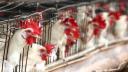 China prohibió todas las importaciones de aves de corral y productos afines procedentes de Brasil por un brote de gripe aviar, dos semanas después de suspender las solicitudes de importación de las granjas avícolas del país.

Para más información del tema, visita: https://www.eleconomista.com.mx/internacionales/china-prohibe-pais-importaciones-aves-corral-brasilenas-20250530-761472.html 

¡Síguenos en nuestras redes sociales para mantenerte informado!

Twitter: https://twitter.com/eleconomista 
Facebook: https://www.facebook.com/ElEconomista.mx
Instagram: https://www.instagram.com/eleconomistamx
LinkedIn: https://www.linkedin.com/company/el-economista/

#ElEconomista #EETV