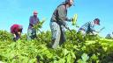 Trabajadores mexicanos en Brawley, California, en el Valle Imperial. (Photo by Sandy Huffaker / AFP)