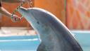 El pleno de la Cámara de Diputados avaló la minuta que prohíbe el uso de ejemplares mamíferos marinos como los delfines y ballenas, en cualquier tipo de espectáculos.

Para más información del tema, visita: https://www.eleconomista.com.mx/politica/diputados-prohiben-delfines-mamiferos-marinos-espectaculos-pasa-ejecutivo-20250626-765434.html

¡Síguenos en nuestras redes sociales para mantenerte informado!

Twitter: https://twitter.com/eleconomista 
Facebook: https://www.facebook.com/ElEconomista.mx
Instagram: https://www.instagram.com/eleconomistamx
LinkedIn: https://www.linkedin.com/company/el-economista/
T

#ElEconomista #EETV