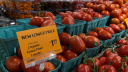 Tomate mexicano.