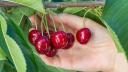 cerezas