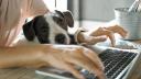 Llevar una mascota al trabajo tiene beneficios para la salud mental; sin embargo, no todas las organizaciones tienen las condiciones necesarias para recibir animales de compañía.

Para más información del tema, visita: https://www.eleconomista.com.mx/capital-humano/gua-gua-trabajo-ventajas-llevar-mascotas-oficina-20250805-770953.html

¡Síguenos en nuestras redes sociales para mantenerte informado!

Twitter: https://twitter.com/eleconomista 
Facebook: https://www.facebook.com/ElEconomista.mx
Instagram: https://www.instagram.com/eleconomistamx
LinkedIn: https://www.linkedin.com/company/el-economista/

#ElEconomista #EETV