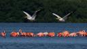 Ría Celestún es hogar de flamencos y de más de 300 especies de aves.