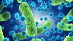 Reproducción. Hasta 5,000 millones de bacterias en16 horas. Foto: Shutterstock