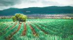 Agave Plantation