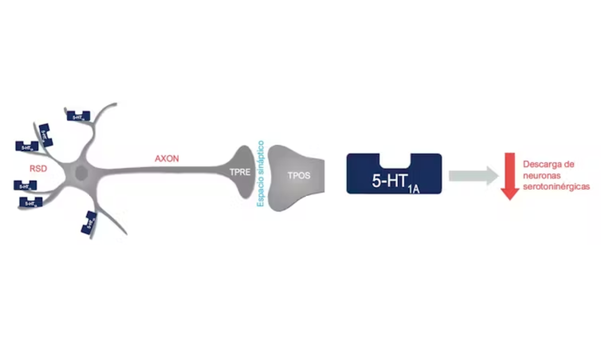 A la izquierda, esquema de una neurona serotoninérgica. Entre la terminal presináptica (TPRE) y la postsináptica estimulada por la anterior (TPOS) hay un espacio sináptico. En la región somatodendrítica (RSD) se muestran varios autorreceptores 5-HT1A. A la derecha, esquema de un autorreceptor 5-HT1A.