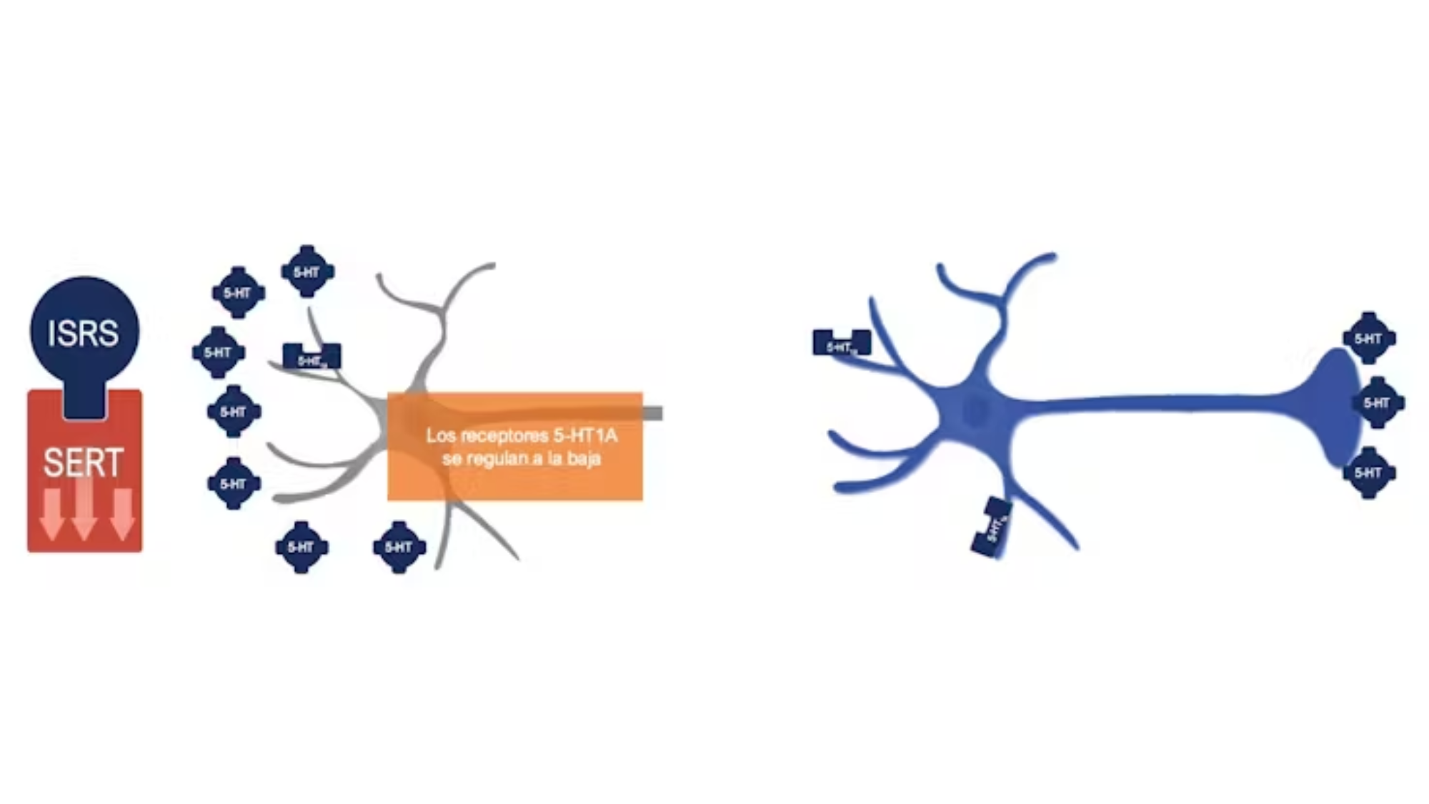 A la izquierda, en respuesta a la estimulación serotoninérgica, la neurona reduce el número de receptores 5-HT1A en un fenómeno conocido como regulación a la baja. Debido a que hay menor cantidad de estos receptores en su región somatodendrítica, la neurona presináptica se desinhibe y la tasa de liberación de serotonina en el espacio sináptico aumenta, lo que estimula a los receptores postsinápticos serotoninérgicos (derecha).