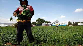 Pese a la cantidad de recursos que envían a México, los migrantes no son atendidos por instituciones financieras formales. Foto: AFP.