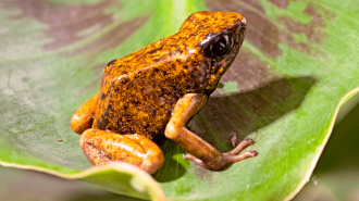 Una rana diablo de la variedad amarilla. Foto: Shutterstock