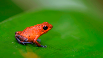 Una rana dardo que sabe que nadie la molestará nunca. Foto: Shutterstock