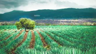 Agave Plantation