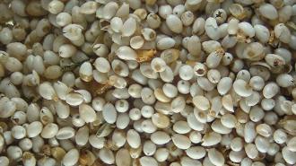 Ahuautle: qué es, cómo se come y por qué es el caviar mexicano de la Cuaresma