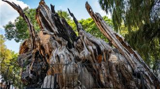 El arbol de la noche triste Popotla. Especial