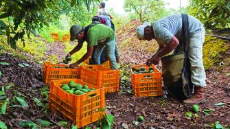 Las cooperativas inciden mucho en temas de créditos productivos, dinero que puede ser enfocado a proyectos de agricultura. Foto: Cuartoscuro