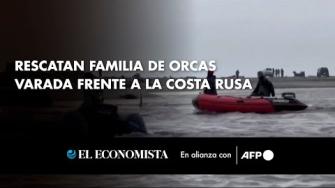 Los equipos de rescate rusos lograron trasladar a una familia de orcas a aguas más profundas después de que quedaran varadas frente a la región de Kamchatka, en el extremo oriental del país.

Para más información del tema, visita: 
Twitter: https://twitter.com/eleconomista 
Sitio web: https://www.eleconomista.com.mx/ 
Facebook: https://www.facebook.com/ElEconomista.mx 

#ElEconomista #CapitalHumano #EETV