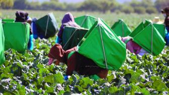 Por grupo de actividades económicas la mayor alza fue en los productores dedicados a las actividades primarias, es decir, aquellas relacionadas con la agricultura, caza, ganadería, pesca y similares.