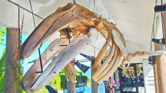 El Museo Nacional de la Ballena en Mazatlán es un fascinante viaje hacia el conocimiento y conservación de los gigantes del océano.