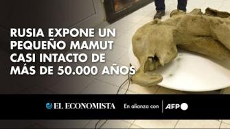 Rusia presentó el lunes los restos notablemente bien conservados de una cría de mamut de 50.000 años, encontrado en junio en el Extremo Norte ruso.