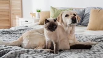 El perro o el gato ya forman parte integral de las familias mexicanas, cuando hacemos un viaje es difícil encontrar quien los cuide, pero estos son algunos parámetros que debes considerar.