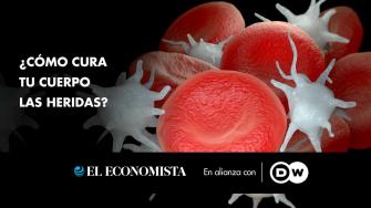 La mayor parte del proceso de curación es invisible para nuestros ojos.  Convenientemente, el sistema circulatorio dispone de su propio kit de reparación. 

¡Síguenos en nuestras redes sociales para mantenerte informado!

Twitter: https://twitter.com/eleconomista 
Facebook: https://www.facebook.com/ElEconomista.mx
Instagram: https://www.instagram.com/eleconomistamx
LinkedIn: https://www.linkedin.com/company/el-economista/

#ElEconomista #EETV