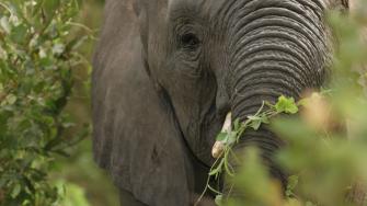 Elefante en el South African National Parks.