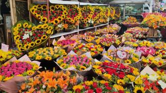 Flores
