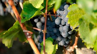 Uvas Burdeos
