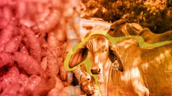 Las autoridades tratan de contener el problema en el sur del país para convencer a Estados Unidos de que vuelva a abrir su frontera a la exportación de bovinos desde México; Contrabando de animales desde Centroamérica habría acelerado la llegada del parásito al país.
