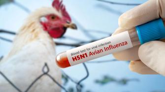 El número de brotes de gripe aviar en mamíferos se duplicó en el mundo el año pasado, aumentando el riesgo de propagación del virus en humanos, advirtió el viernes una agencia internacional.
¡Síguenos en nuestras redes sociales para mantenerte informado!
Twitter: https://twitter.com/eleconomista
Facebook: https://www.facebook.com/ElEconomista.mx
Instagram: https://www.instagram.com/eleconomistamx
LinkedIn: https://www.linkedin.com/company/el-economista/
T
#ElEconomista #EETV