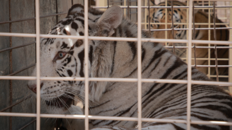 La insólita mudanza de unos 700 animales que vivían en un santuario cerca de la ciudad de Culiacán es la más reciente secuela de la sangrienta guerra entre dos facciones del cártel de Sinaloa, un conflicto que desde septiembre trastoca la vida de este estado del noroeste del país.

Para más información del tema, visita: https://www.eleconomista.com.mx/politica/salvar-animales-violencia-arca-noe-mexico-20250524-760553.html

¡Síguenos en nuestras redes sociales para mantenerte informado!

Twitter: https://twitter.com/eleconomista 
Facebook: https://www.facebook.com/ElEconomista.mx
Instagram: https://www.instagram.com/eleconomistamx
LinkedIn: https://www.linkedin.com/company/el-economista/
T

#ElEconomista #EETV