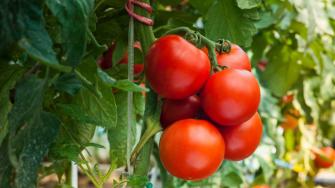 El Departamento de Comercio anunció su retiro y terminación del Acuerdo de 2019 que Suspende la Investigación de Derechos Antidumping sobre Tomates Frescos de México.
Para más información del tema, visita: https://www.eleconomista.com.mx/empresas/estados-unidos-aplica-cuota-antidumping-17-09-importaciones-tomate-mexicano-20250714-768111.html
¡Síguenos en nuestras redes sociales para mantenerte informado!
Twitter: https://twitter.com/eleconomista
Facebook: https://www.facebook.com/ElEconomista.mx
Instagram: https://www.instagram.com/eleconomistamx
LinkedIn: https://www.linkedin.com/company/el-economista/
#ElEconomista #EETV
