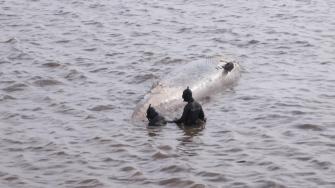 Por segunda vez en solo unos días, una ballena sin vida apareció en la costa de la capital argentina, generando preocupación entre los expertos.
Para más información del tema, visita: https://news.afp.com/#/c/main/actu/videos?id=newsml.afp.com.20250716T194540Z.doc-66yj6ke&type=video
¡Síguenos en nuestras redes sociales para mantenerte informado!
Twitter: https://twitter.com/eleconomista
Facebook: https://www.facebook.com/ElEconomista.mx
Instagram: https://www.instagram.com/eleconomistamx
LinkedIn: https://www.linkedin.com/company/el-economista/
#ElEconomista #EETV