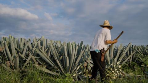 Industria del tequila