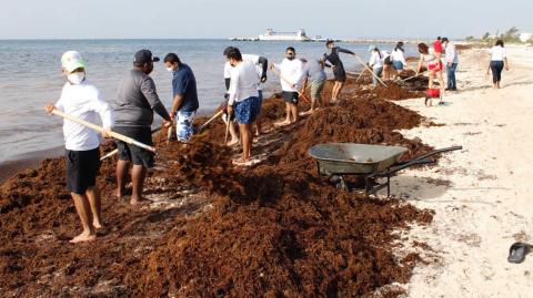 Sargazo en las playas.