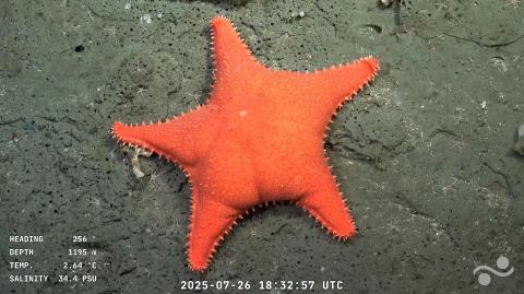Captura de pantalla extraída de un video publicado por el Schmidt Ocean Institute y grabado por el ROV SuBastian.