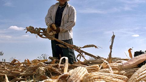 El Economista