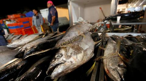 FILE PHOTO - Mexican tuna is on display at a fish market in Mexico City - FILE PHOTO - Mexican tuna is on display at a fish market in Mexico City, Mexico May 18, 2017. REUTERS/Henry Romero/File Photo - NARCH/NARCH30