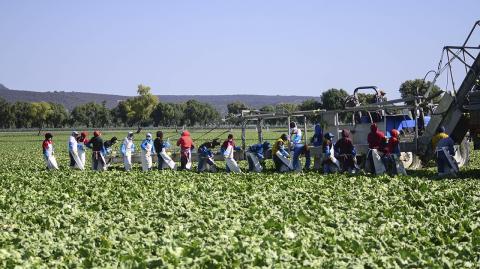 QUERETARO,QRO 05.05.14 COSECHA DE LECHUGA ROMANA.