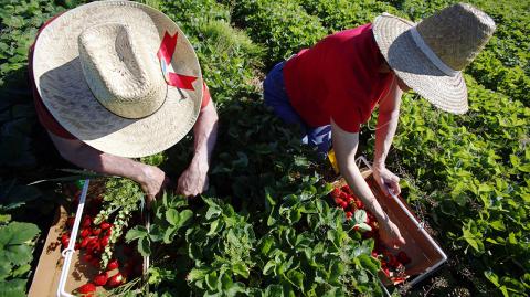 Bill, left, and Becky Martin of Fitchburg, Wis. pick strawberries at Carandale Farms near Oregon, Wis. on Wednesday, June 9, 2010.  The berries are ripe earlier this year due to an early, mild spring. (AP Photo/Wisconsin State Journal, Craig Schreiner)