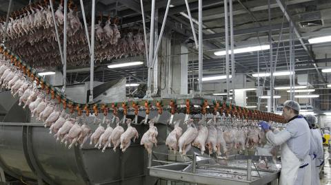 Employees of Stavropol Broiler poultry processing factory work at a production line in the town of Blagodarny - Employees of Stavropol Broiler poultry processing factory work at a production line in the town of Blagodarny, about 200 km (124 miles) east of Russia