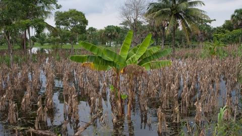 NACAJUCA, TABASCO, 23OCTUBRE2011.- Las intensas lluvias que han provocado el desborde del r�o Carrizal y Samaria han hecho estragos en su totalidad en los campos de cultivo de esta entidad, donde se perdi� la cosecha de ma�z, frijol, papaya, naranja y cacao. La SAGARPA calcula un 70 por ciento de perdidas en el campo de cosecha del estado.FOTO: MARCO POLO GUZM�N HERN�NDEZ�CUARTOSCURO.COM