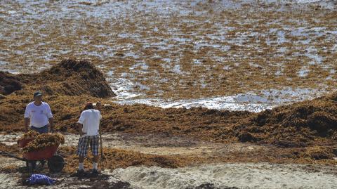 Sargazo en una playa de Cancún. Foto: Adolfo Valtierra / Cuartoscuro