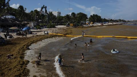 Sargazo en Quintana Roo