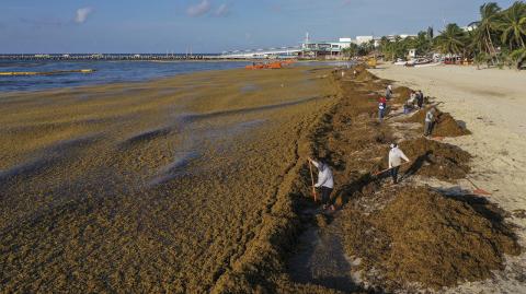 Sargazo en Quintana Roo