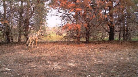 Lobo en el interior del bosque rojo de la zona de exclusión de Chernóbil, Ucrania, en septiembre de 2016. Foto: REDFIRE Project / Nick Beresford, Sergey Gashchak