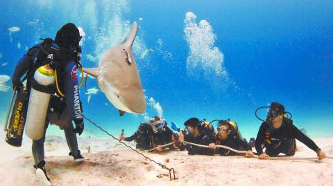 En México mueren entre 4 y 6 millones de tiburones al año por actividades de pesca ilegal. Foto: Cortesía